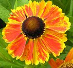 Helenium