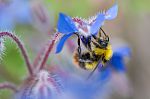 borage