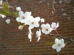 spring blossom spring blossom
