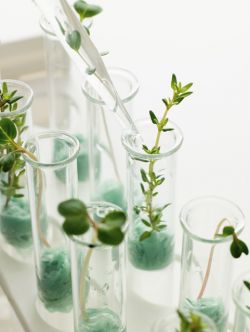 plants growing in test tubes plants growing in test tubes