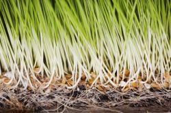 new shoots new shoots