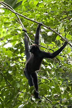 Spider monkey hanging