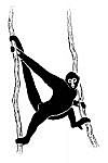 Spider monkey logo