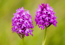 An image of an pyramidal orchid, present in our wildflower meadows