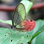 Butterfly Yasuní