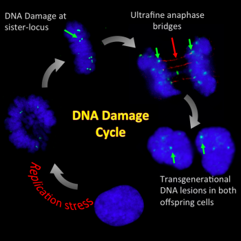 Damage cycle