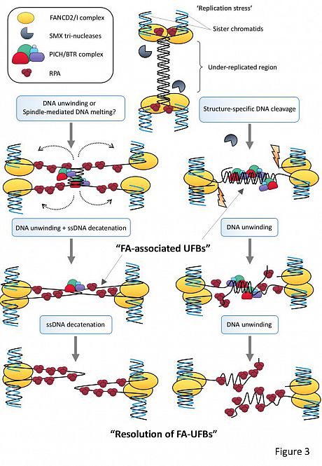 LRI cleavage pathways