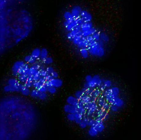 RPE1 cells treated with BI2536