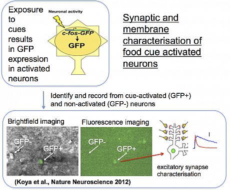 GFP recordings