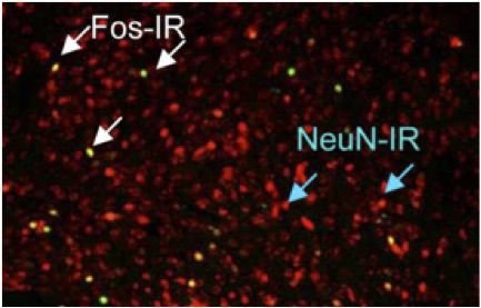 neuronal ensemble Fos NeuN