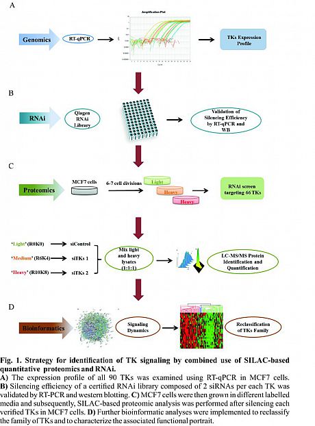 Strategy for identification of TK signaling by combined use of SILAC-based quantitative proteomics and RNAi