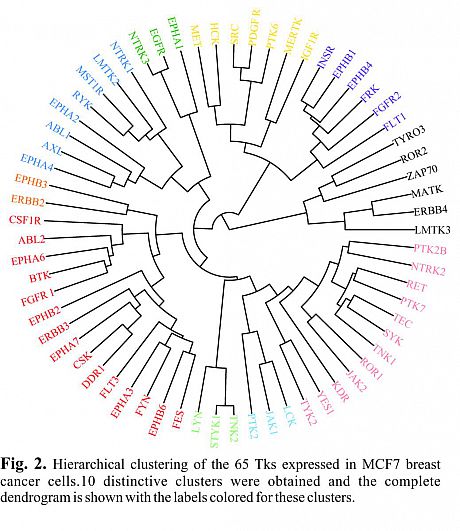 Tyrosine Kinase clustering based on similarities in their modulated proteome, using SILAC-MS technique