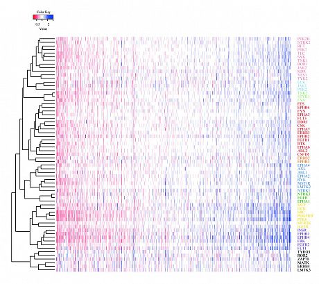 Heatmaps of quantified proteins