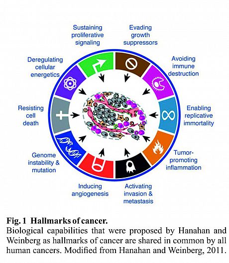 hallmarks of cancer