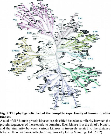 kinome tree, manning et al.