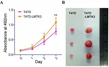 iN VIVO LMTK3 tumours