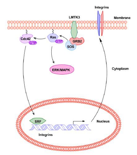 lmtk3 model in breast cancer invasion