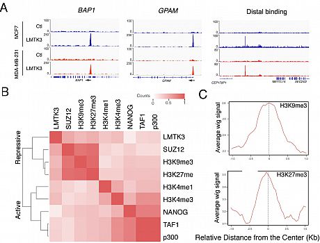 Genome-wide Mapping Identifies the LMTK3-Chromatin Binding Profile