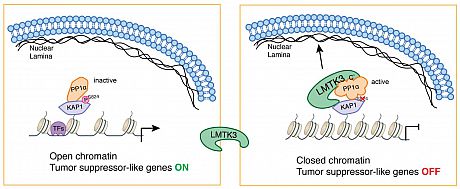 Chromatin Remodeling and Transcriptional Corepressor Behavior of LMTK3