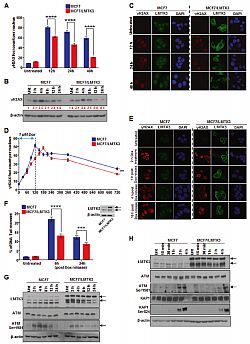 LMTK3 and doxorubicin