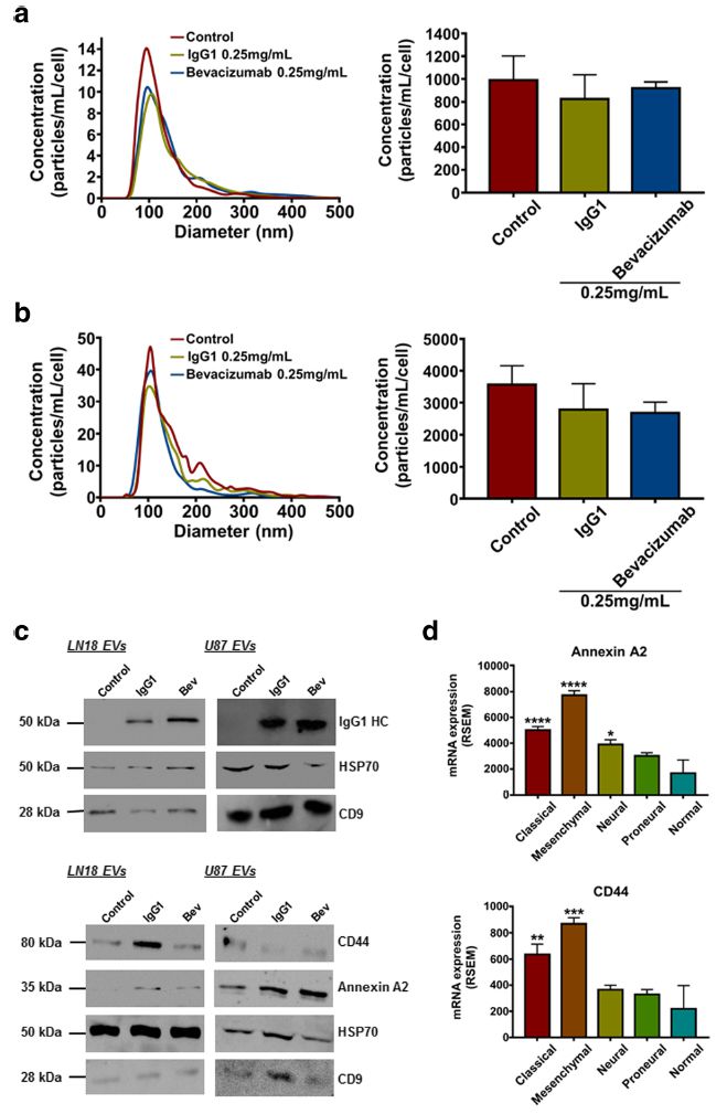 Extracellular vesicles in glioblastoma