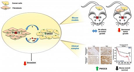 Graphical abstract