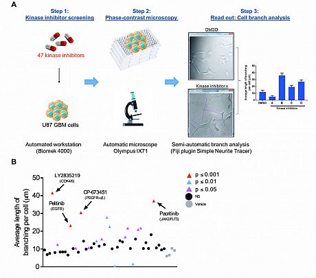 Oncogene figure 1