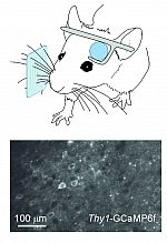 Diagram of mouse performing task and two-photon microscopy image