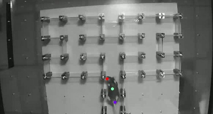 Mouse freely exploring a labyrinth while being tracked. Mice are curious and like to find their way and sample stimuli