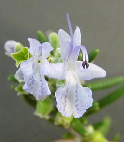 Two types of rosemary flowers