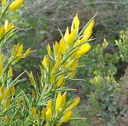 ulex parviflorus clip of pic by PGF