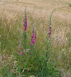 Digitalis in Encenillo Dec 2015