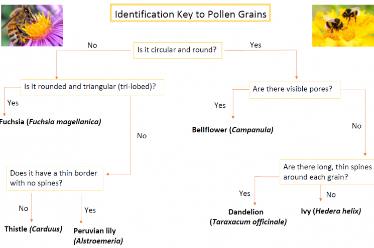 pollen identification key