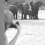 Student photographing elephants