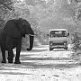 Elephant and van in road