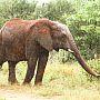Elephant foraging in the rain