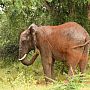 Elephant dust bath, Zambezi National Park