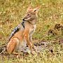 Black-backed jackal, Zambezi National Park, Zimbabwe