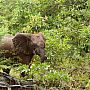 Young elephant, Zambezi National Park, Zimbabwe