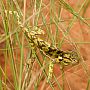 Chameleon, Zambezi National Park, Zimbabwe