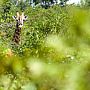 Giraffe through trees, Zambezi National Park, Zimbabwe