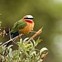 White-fronted bee eater, Zambezi National Park, Zimbabwe