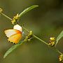 Butterfly, Zambezi National Park, Zimbabwe
