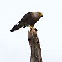 Bird of prey with dung beetle, Zambezi National Park, Zimbabwe