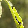 Caterpillar at work, Zambezi National Park, Zimbabwe
