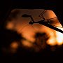 Preying mantis, Zimbabwe