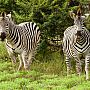 Zebra, Zambezi National Park, Zimbabwe