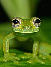 Image of a green frog