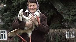 'Stork' 'Dir Agnes Strikiate, MA 2010