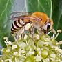 Ivy Bee - solitary bee